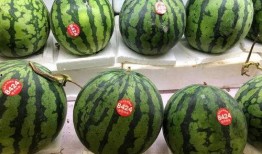 吃瓜群众免费吃瓜香港,香港美食之旅